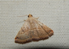 Eublemma gayneri