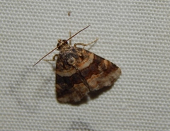 Ozarba apicalis