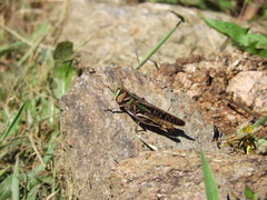 Rhammatocerus pictus