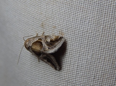 Deltote johnjoannoui