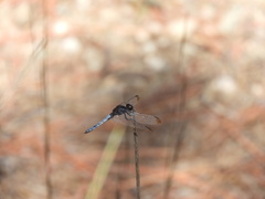 Erythrodiplax atroterminata