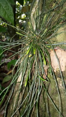 Taeniophyllum filiforme