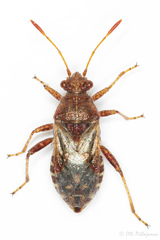 Rhopalus conspersus