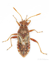 Rhopalus conspersus