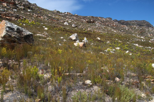 Image of Leucadendron olens by (c) Tony Rebelo, some rights reserved (CC BY-SA)