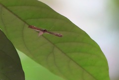 Orphnophanes eucerusalis