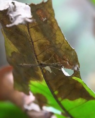 Orphnophanes eucerusalis