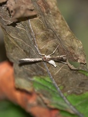 Orphnophanes eucerusalis
