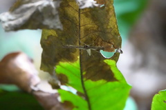 Orphnophanes eucerusalis