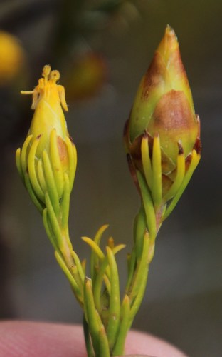 Image of Leucadendron olens by (c) Tony Rebelo, some rights reserved (CC BY-SA)