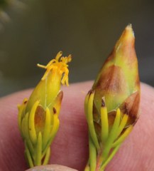 Leucadendron olens