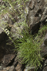 Silene stylosa
