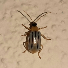 Diabrotica underwoodi