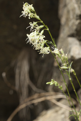 Silene stylosa