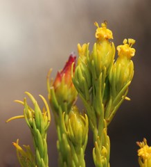 Leucadendron olens