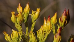 Leucadendron olens