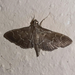 Pilocrocis ramentalis