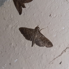 Pilocrocis ramentalis
