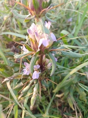 Hygrophila auriculata