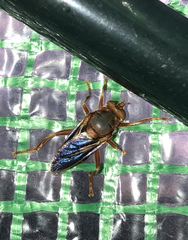 Teuchocnemis bacuntius