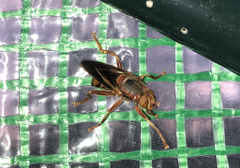 Teuchocnemis bacuntius