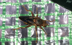 Teuchocnemis bacuntius