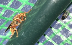 Teuchocnemis bacuntius