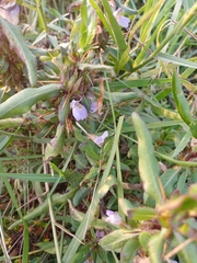 Hygrophila auriculata