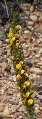 Aspalathus acanthes