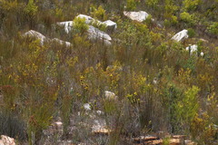 Aspalathus acanthes
