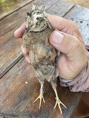 Coturnix delegorguei