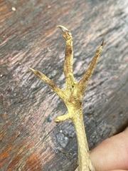 Coturnix delegorguei