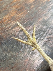 Coturnix delegorguei