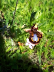 Ophrys speculum speculum