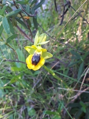 Ophrys lutea lutea
