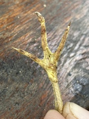 Coturnix delegorguei