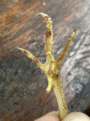 Coturnix delegorguei