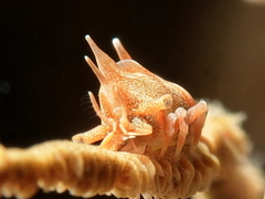 Xenocarcinus