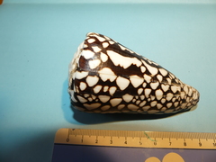 Conus marmoreus