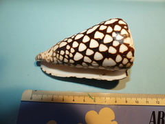 Conus marmoreus
