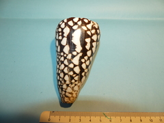 Conus marmoreus