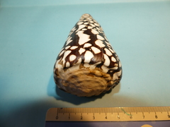 Conus marmoreus