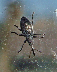 Catapion