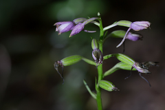 Calanthe sylvatica