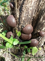 Daldinia concentrica