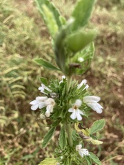 Leucas sexdentata