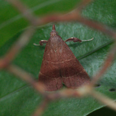 Parachma lequettealis