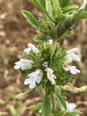 Leucas sexdentata