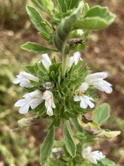 Leucas sexdentata