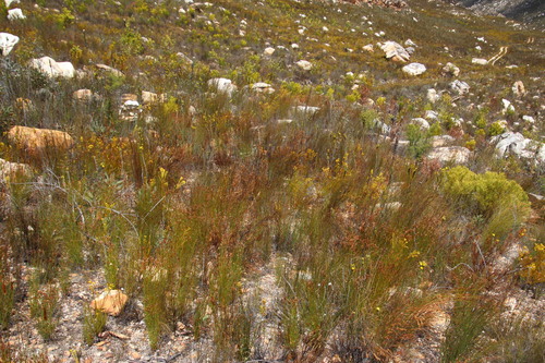 Image of Leucadendron olens by (c) Tony Rebelo, some rights reserved (CC BY-SA)